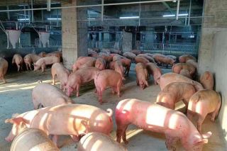 Giá heo hơi hôm nay 14/9: Tuột mốc 60.000 đồng/kg