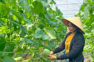 Bảo hộ giống cây trồng: Tấm “hộ chiếu” mới cho nông sản Việt vươn ra thế giới