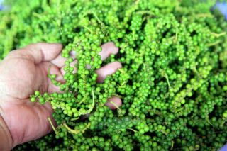 Giá tiêu hôm nay 26/6: Giữ ổn định