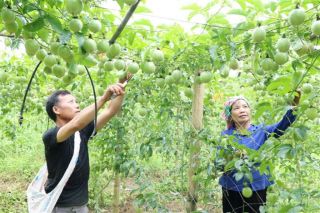 Lai Châu tăng cường quản lý mã số vùng trồng, siết kiểm soát nông sản phục vụ xuất khẩu