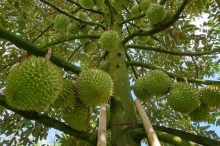 Giá sầu riêng hôm nay 7/7: Sầu Thái loại A tại Đắk Lắk dao động 63.000 – 66.000 đồng/kg