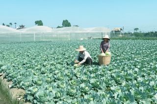 Xóa bỏ hiện tượng phân biệt sản xuất nông sản để tiêu dùng và để kinh doanh