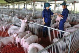 Giá heo hơi hôm nay 24/7: Cao nhất 66.000 đồng/kg