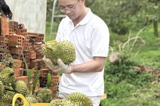 Đắk Lắk: Phát động chiến dịch truyền thông số quảng bá Lễ hội thương hiệu Sầu riêng năm 2026