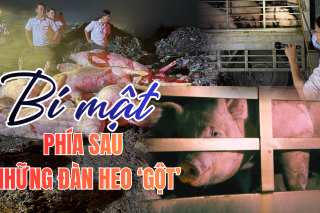 Những người giữ an toàn cho bữa ăn của 14 triệu dân TP.HCM - Kỳ cuối: Heo "gột", heo "quay đầu" và những khoảng trống trước bữa ăn của người dân