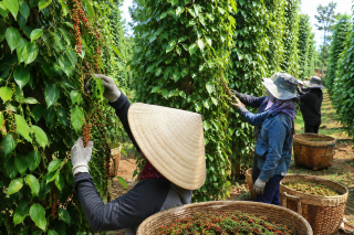 Giá tiêu hôm nay 6/8: Lặng sóng