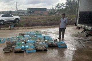 Quảng Trị: Khởi tố đối tượng buôn lậu động vật hoang dã