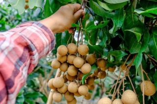 Quả nhãn - món quà mùa hè giàu vitamin và chất chống oxy hóa