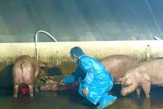 Đồng Nai: Chuyển công an điều tra 6 trại lợn sử dụng chất cấm Salbutamol
