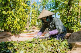 Giá tiêu hôm nay 11/10: Đi ngang ở mức 139.000 đồng/kg