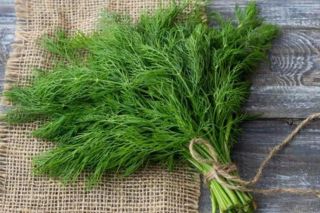 Cây thì là có những dưỡng chất nào mà được đánh giá cao về sức khỏe?
