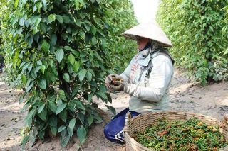 Giá tiêu hôm nay 24/10: Đắk Lắk tăng 1.500 đồng/kg
