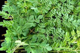 Nhiều lợi ích sức khỏe từ lá chùm ngây và những khuyến cáo y khoa cần lưu ý