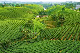 La Bằng chuẩn bị các điều kiện cho Festival Trà Quốc tế - Thái Nguyên 2026