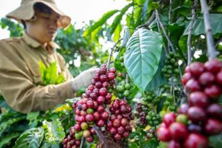 Giá cà phê hôm nay 24/10: Giảm sâu, chạm 90.200 đồng/kg