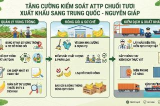 Hải Phòng: Tăng cường kiểm soát an toàn thực phẩm đối với chuối tươi xuất khẩu sang Trung Quốc