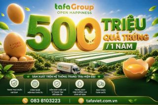 TAFA Group: Từ 10 con gà đến năng lực cung ứng 500 triệu quả trứng mỗi năm