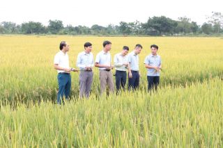 Hà Nội: Cấy máy giúp nông dân tăng lợi nhuận hơn 10 triệu đồng mỗi ha lúa