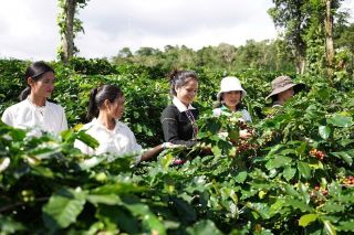 Khe Sanh Coffee: Hương vị cà phê đặc sản khẳng định sức mạnh kinh tế tập thể