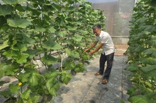 Bắc Ninh: Nâng cao tiêu chuẩn an toàn nông sản, mở rộng thị trường xuất khẩu