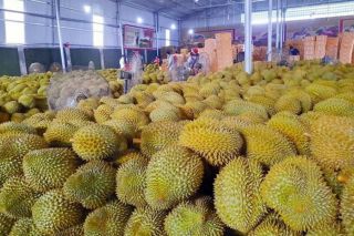 Giá sầu riêng hôm nay 28/10: Thị trường biến động