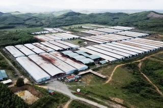Công ty Năng lượng và Mỏ VN trúng đấu giá tài sản dự án bò Bình Hà với giá hơn 286 tỷ đồng