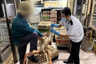 TP.HCM phát hiện xe tải chở 1,3 tấn gia cầm không có giấy kiểm dịch