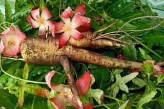 Lâm Đồng phát triển vùng sâm, hướng đến chuỗi giá trị công nghệ cao