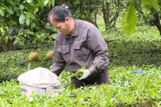 Hà Nội: Sản xuất chè VietGAP nâng giá trị sản phẩm, tăng thu nhập cho người dân