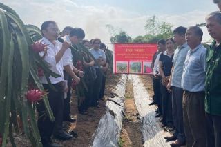 Hải Phòng: Mô hình ứng dụng tiến bộ khoa học và công nghệ nâng cao hiệu quả thâm canh cây thanh long