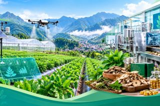 Lào Cai đẩy mạnh ứng dụng công nghệ, nâng cao giá trị dược liệu và cây quế