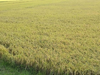 Giá lúa gạo ngày 17/1: Tiếp tục xu hướng đi ngang