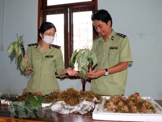 Phát hiện sâm Ngọc Linh giả từ phía Bắc đưa vào Kon Tum tiêu thụ