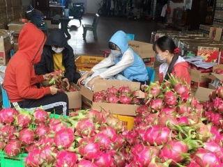 Trung Quốc tạm dừng nhập khẩu thanh long tại cửa khẩu Quảng Ninh