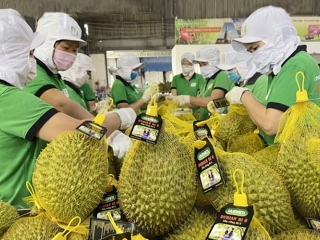 Quảng bá thương hiệu, phát triển thị trường tại Australia
