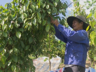 Giá tiêu hôm nay 20/9: Tăng 2,000 đồng/kg