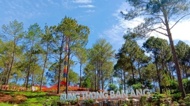 Phoenix Mộc Châu Resort: Đà Lạt thu nhỏ của núi rừng Tây Bắc