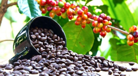 Giá cà phê hôm nay 17/4: Tăng 3.500 đồng/kg