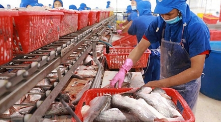 Dự báo, từ quý III, giá xuất khẩu cá tra tăng thêm 10%