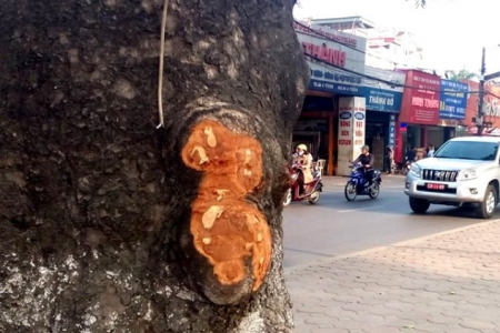 Hà Nội: Đã xác định được người đục đẽo hàng loạt cây xà cừ