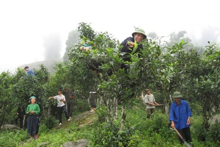 Bảo hộ quyền sở hữu trí tuệ: Ưu tiên phát triển sản phẩm nông nghiệp