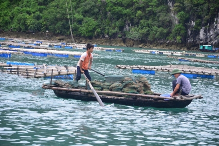 Quảng Ninh: Hàu chết hàng loạt, chưa có hỗ trợ cho các hộ dân