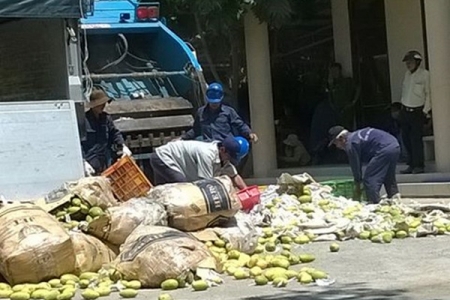 Đồng Tháp: Hơn 11 tấn xoài keo nhập lậu bị bắt giữ