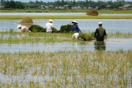 Thừa Thiên Huế: Mưa lớn kéo dài, hàng chục ha lúa ngập sâu trong biển nước