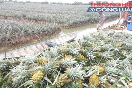 Hậu Giang: Chông chênh thương hiệu khóm cầu đúc