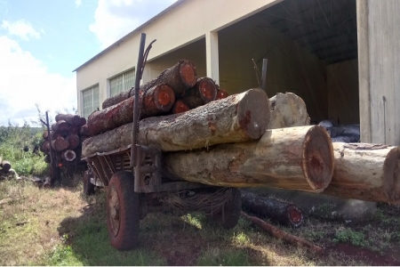 Gia Lai: Bắt xe công nông vận chuyển trái phép 25 lóng gỗ xoan đào