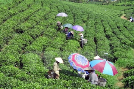 Chè Đinh Vương Phẩm đoạt giải đặc biệt Chè Đặc sản Quốc tế Bắc Mỹ 2017