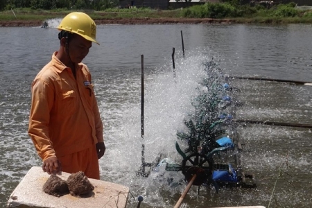 Thí điểm thành công Đề án Hỗ trợ tiết kiệm điện cho các hộ nuôi tôm