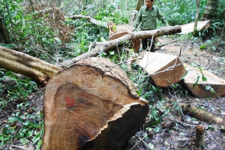 Chặn đứng ngay tình trạng phá rừng