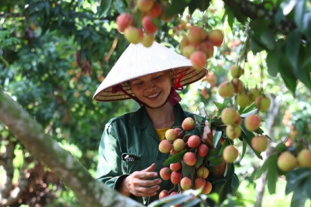 Thương hiệu Việt và những yếu tố cộng hưởng